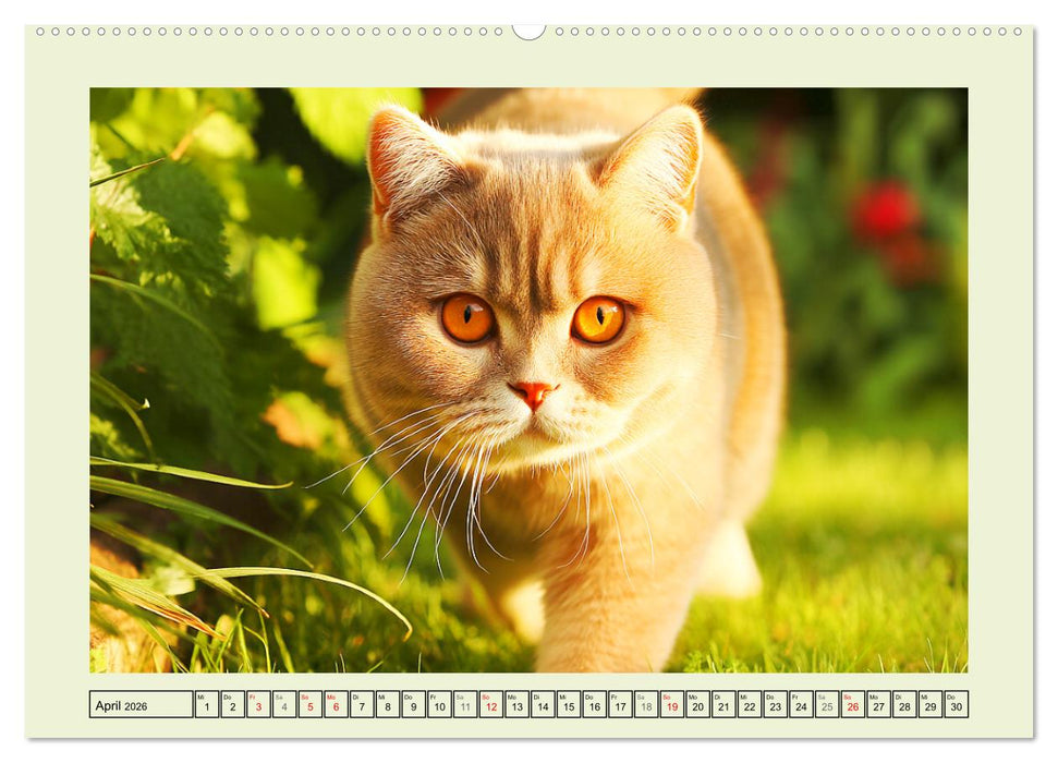 British Shorthair. Sanfte Würde und Katzenglück im Grünen (CALVENDO Premium Wandkalender 2026)