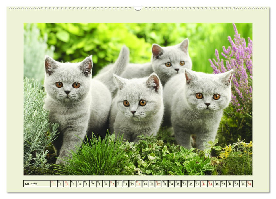 British Shorthair. Sanfte Würde und Katzenglück im Grünen (CALVENDO Premium Wandkalender 2026)