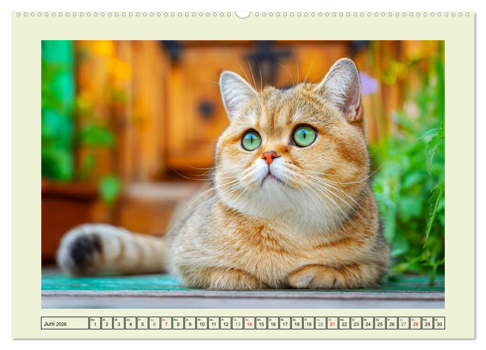 British Shorthair. Sanfte Würde und Katzenglück im Grünen (CALVENDO Premium Wandkalender 2026)