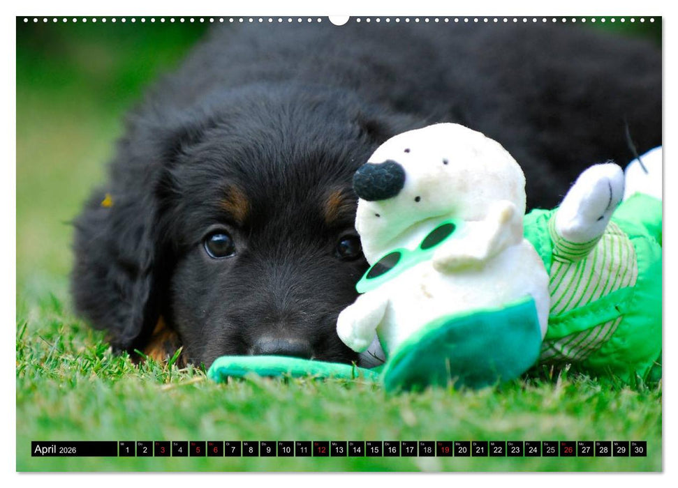 Mein bester Freund - Der Hovawart (CALVENDO Wandkalender 2026)