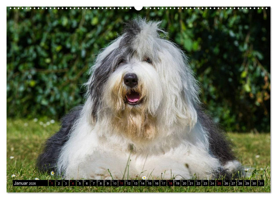 Traumhund Bobtail (CALVENDO Premium Wandkalender 2026)