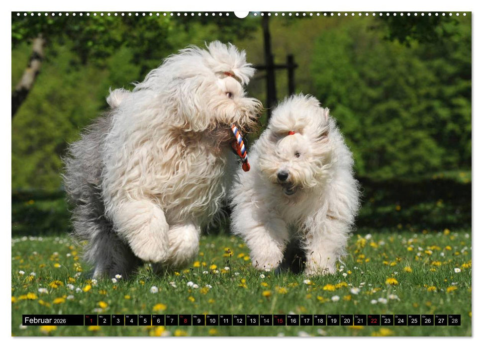 Traumhund Bobtail (CALVENDO Premium Wandkalender 2026)