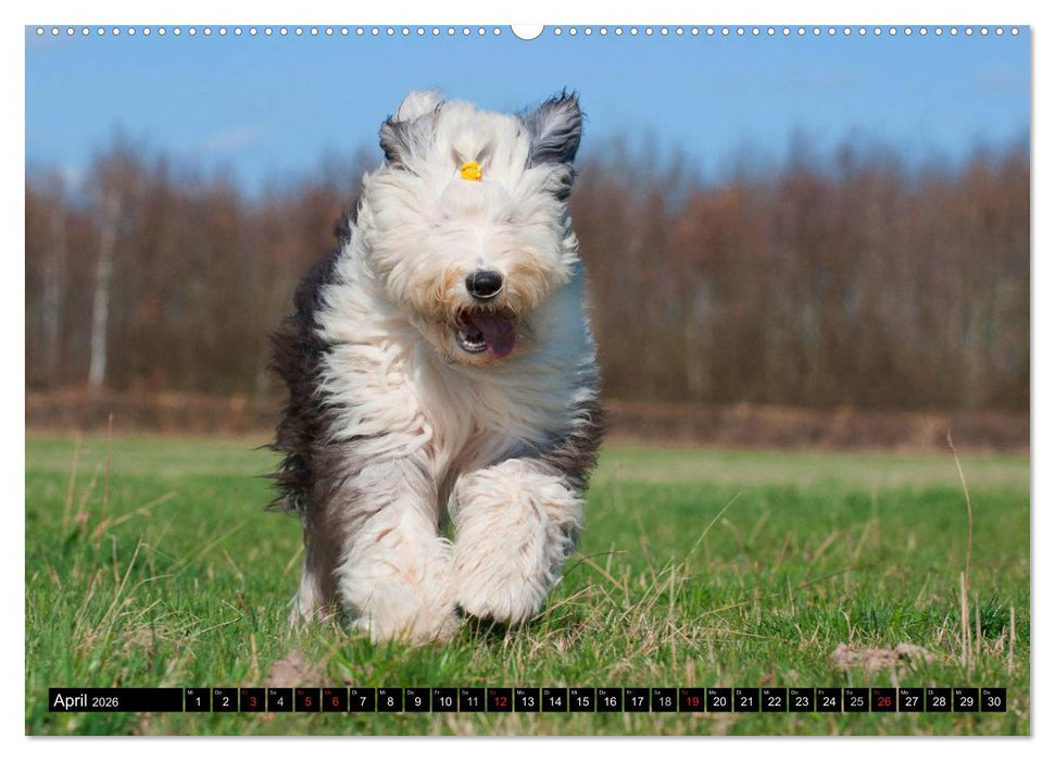 Traumhund Bobtail (CALVENDO Premium Wandkalender 2026)