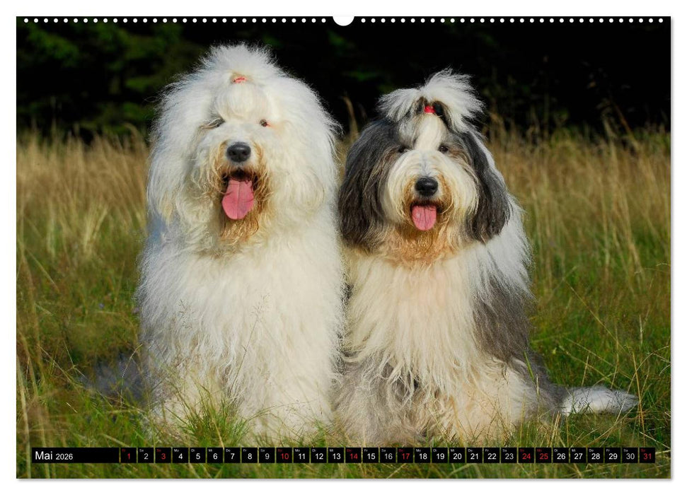 Traumhund Bobtail (CALVENDO Premium Wandkalender 2026)
