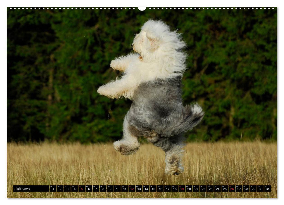 Traumhund Bobtail (CALVENDO Premium Wandkalender 2026)