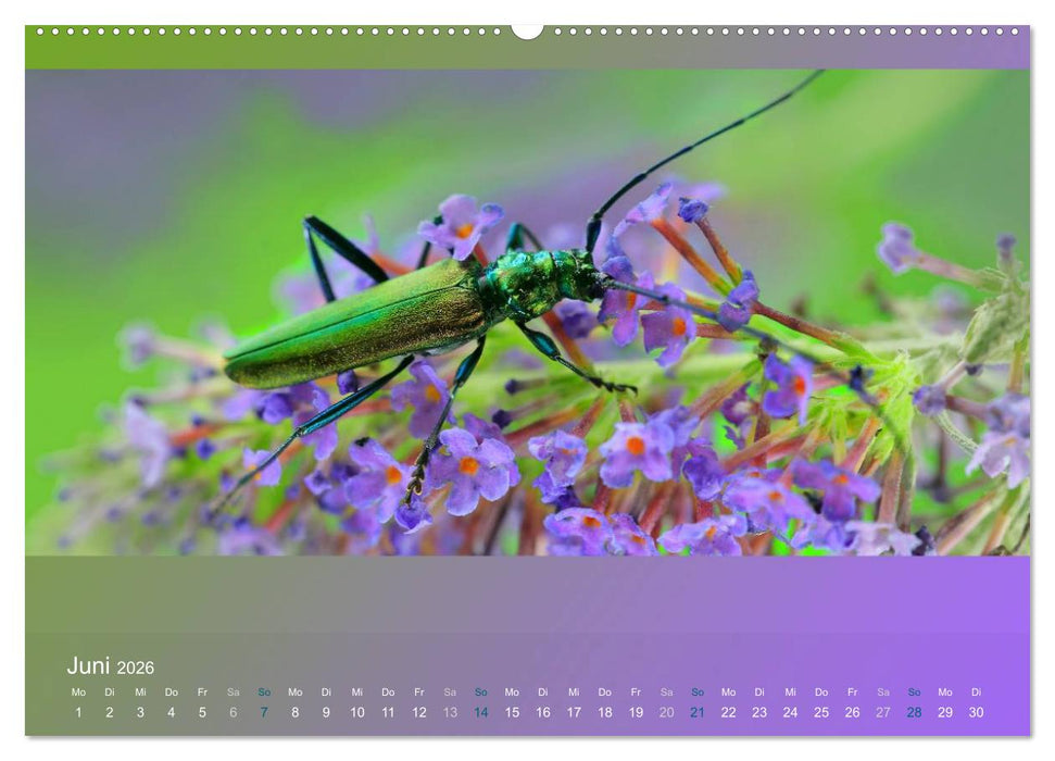 Falter, Käfer und Co.faszinierend, doch extrem gefährdet (CALVENDO Wandkalender 2026)