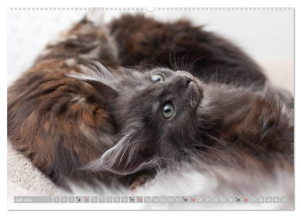 Katzen Persönlichkeiten 2026 (CALVENDO Premium Wandkalender 2026)