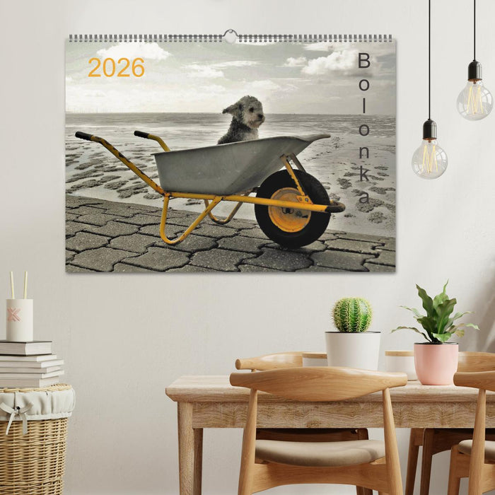 Bolonka 2026 (CALVENDO Wandkalender 2026)