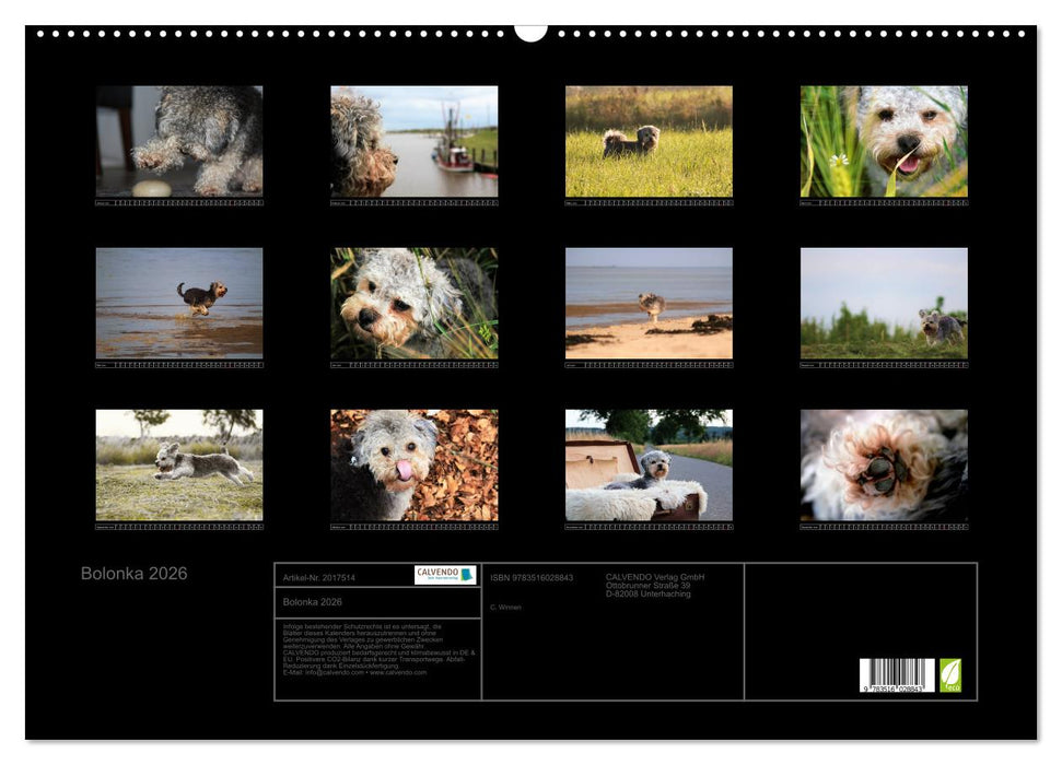 Bolonka 2026 (CALVENDO Wandkalender 2026)