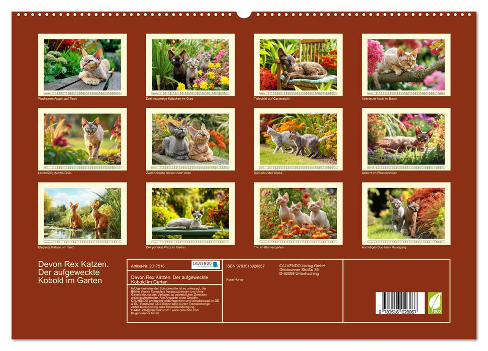 Devon Rex Katzen. Der aufgeweckte Kobold im Garten (CALVENDO Premium Wandkalender 2026)