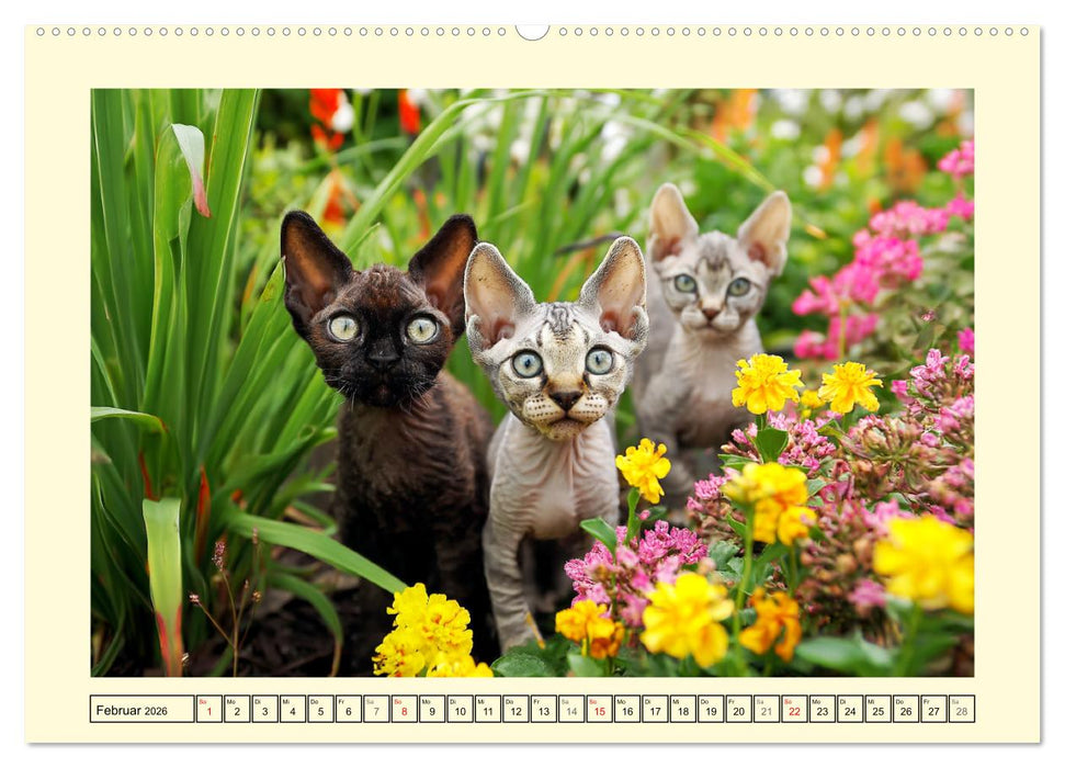 Devon Rex Katzen. Der aufgeweckte Kobold im Garten (CALVENDO Premium Wandkalender 2026)