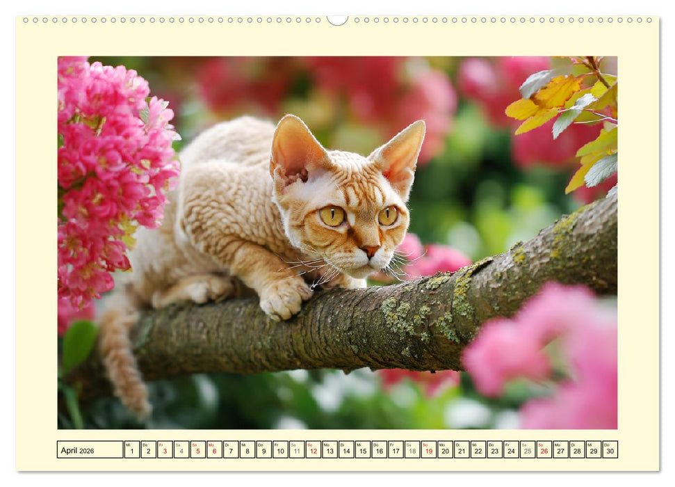 Devon Rex Katzen. Der aufgeweckte Kobold im Garten (CALVENDO Premium Wandkalender 2026)