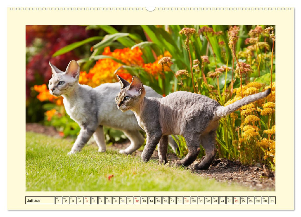 Devon Rex Katzen. Der aufgeweckte Kobold im Garten (CALVENDO Premium Wandkalender 2026)