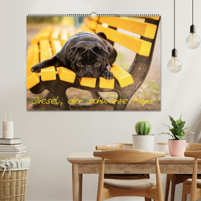 Diesel, der schwarze Mops (CALVENDO Wandkalender 2026)