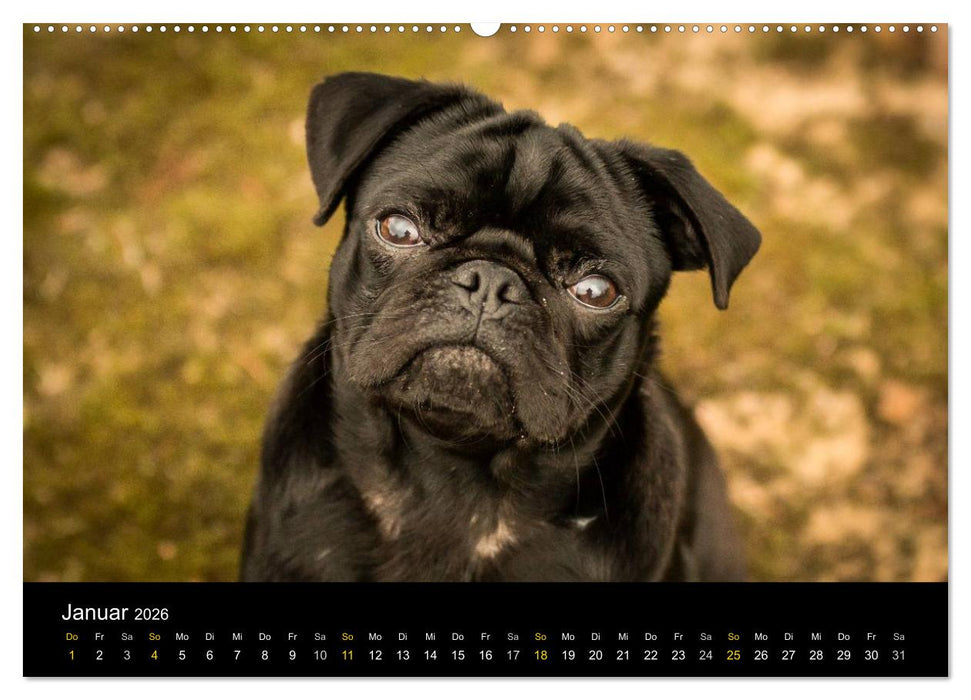 Diesel, der schwarze Mops (CALVENDO Wandkalender 2026)
