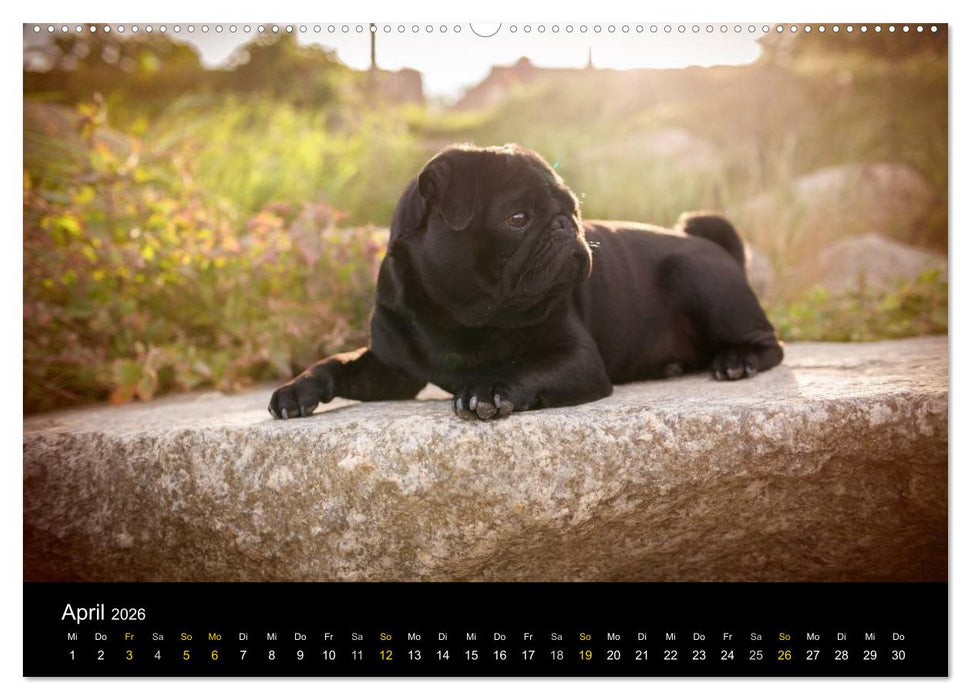 Diesel, der schwarze Mops (CALVENDO Wandkalender 2026)