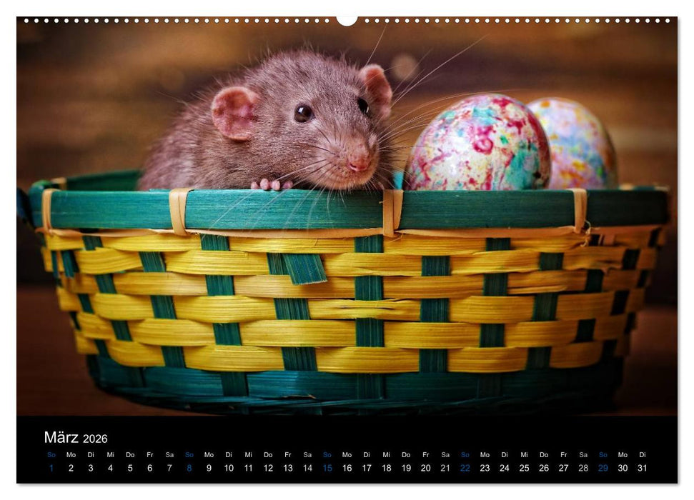 Ratten. Die große Welt der kleinen Nager (CALVENDO Premium Wandkalender 2026)
