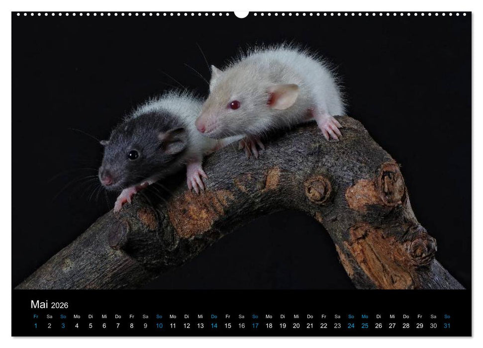 Ratten. Die große Welt der kleinen Nager (CALVENDO Premium Wandkalender 2026)