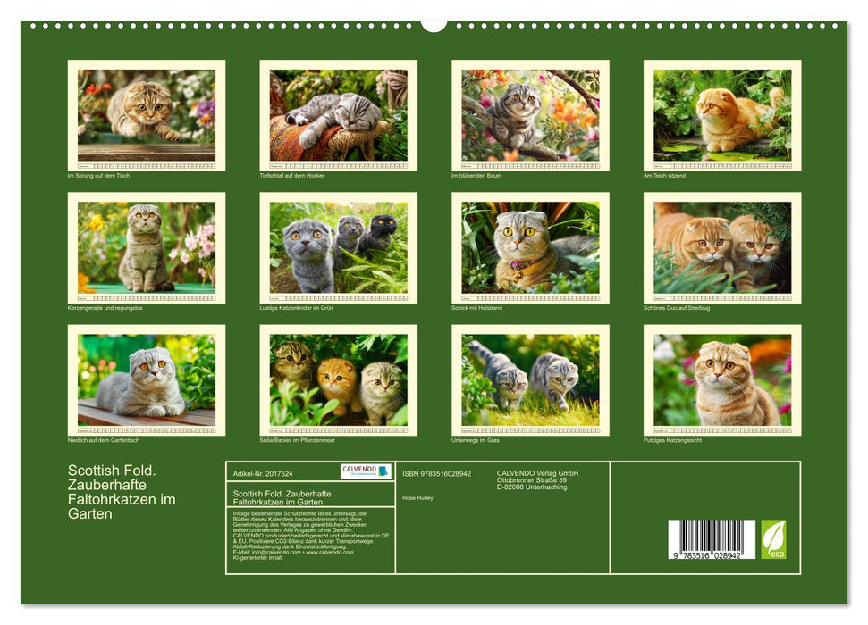 Scottish Fold. Zauberhafte Faltohrkatzen im Garten (CALVENDO Premium Wandkalender 2026)