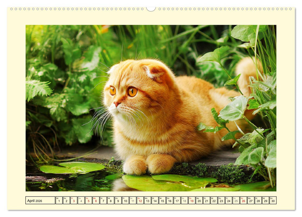 Scottish Fold. Zauberhafte Faltohrkatzen im Garten (CALVENDO Premium Wandkalender 2026)
