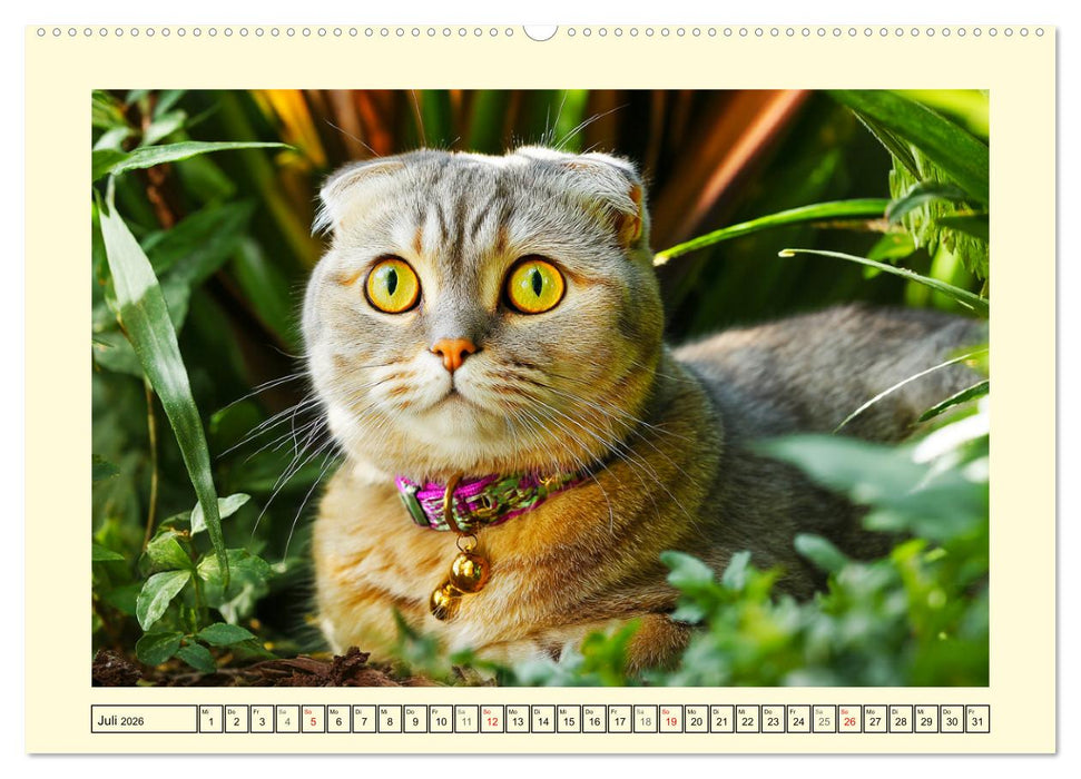 Scottish Fold. Zauberhafte Faltohrkatzen im Garten (CALVENDO Premium Wandkalender 2026)