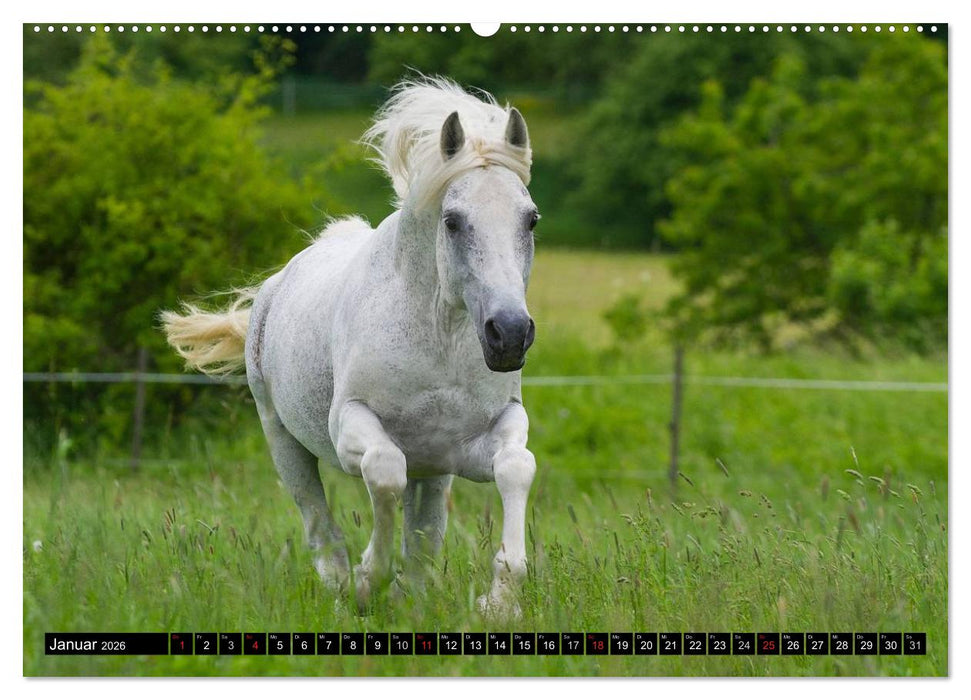 Traumpferd Lipizzaner (CALVENDO Premium Wandkalender 2026)
