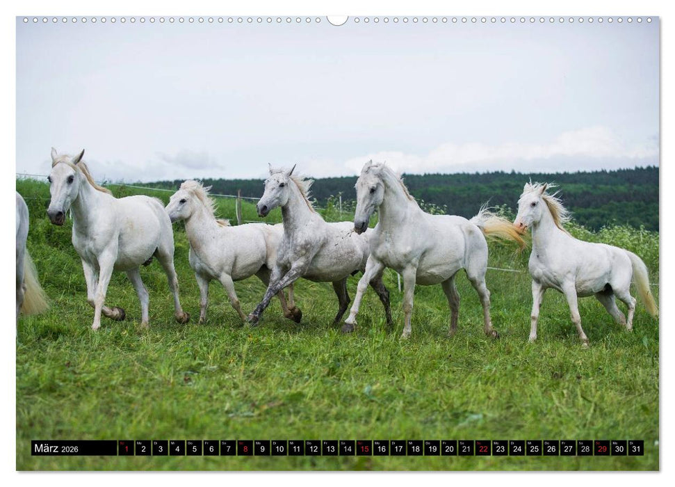 Traumpferd Lipizzaner (CALVENDO Premium Wandkalender 2026)