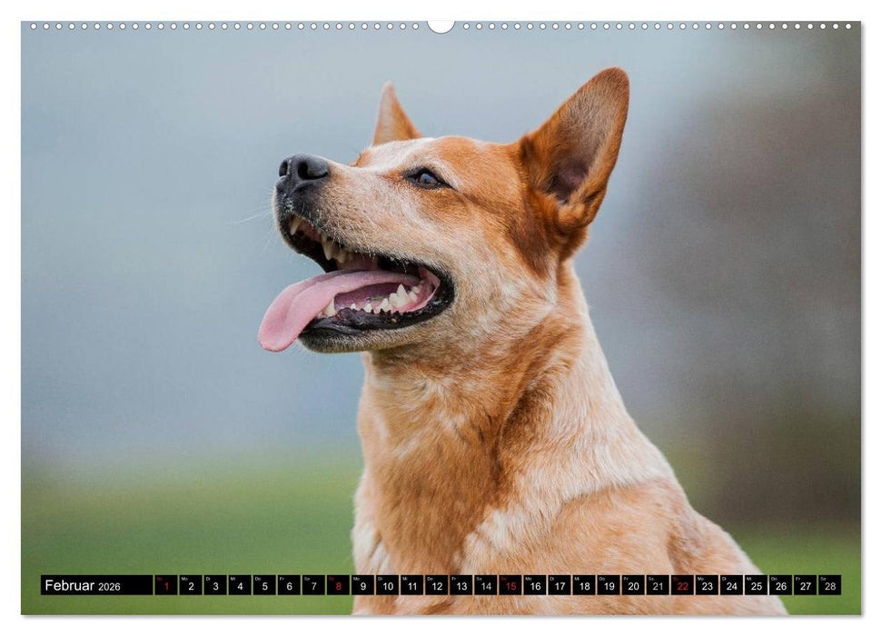 Power auf 4 Pfoten. Australian Cattle Dog (CALVENDO Wandkalender 2026)