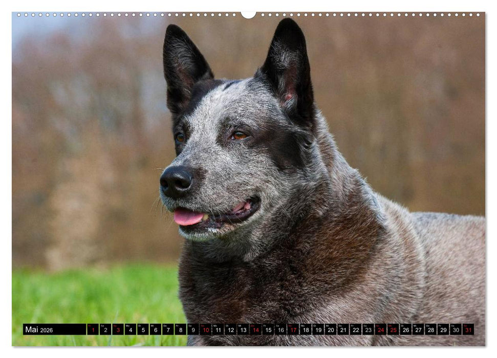 Power auf 4 Pfoten. Australian Cattle Dog (CALVENDO Wandkalender 2026)