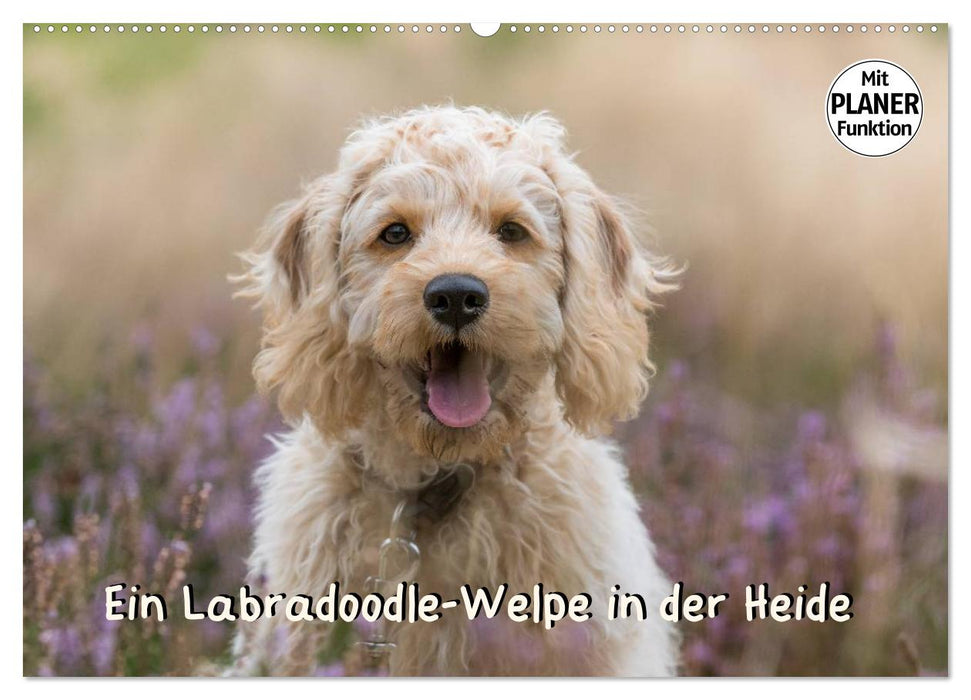 Ein Labradoodle-Welpe in der Heide (CALVENDO Wandkalender 2026)