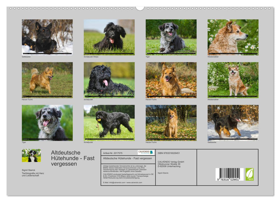 Altdeutsche Hütehunde - Fast vergessen (CALVENDO Premium Wandkalender 2026)