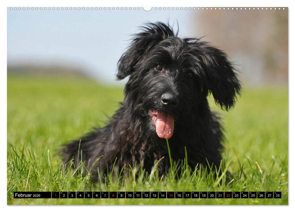 Altdeutsche Hütehunde - Fast vergessen (CALVENDO Premium Wandkalender 2026)