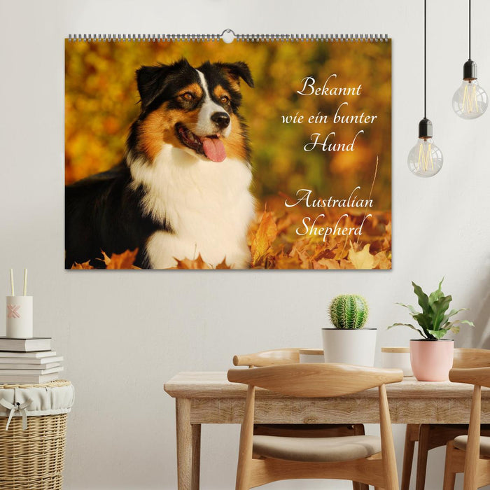 Bekannt wie ein bunter Hund. Australian Shepherd (CALVENDO Wandkalender 2026)