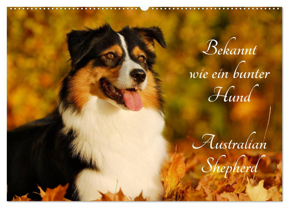 Bekannt wie ein bunter Hund. Australian Shepherd (CALVENDO Wandkalender 2026)