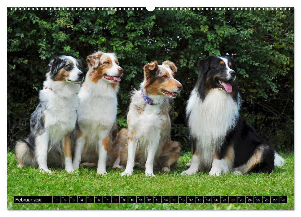 Bekannt wie ein bunter Hund. Australian Shepherd (CALVENDO Wandkalender 2026)