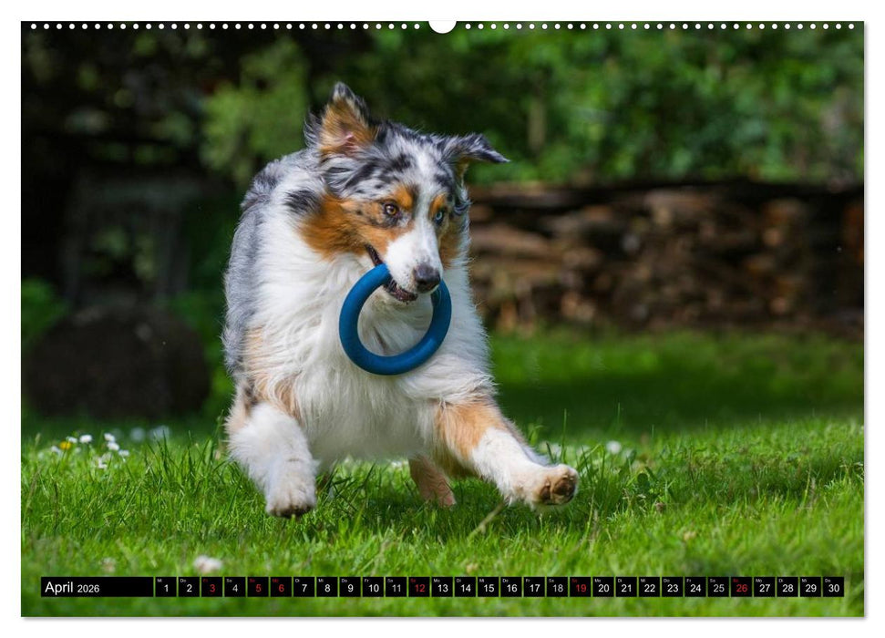 Bekannt wie ein bunter Hund. Australian Shepherd (CALVENDO Wandkalender 2026)