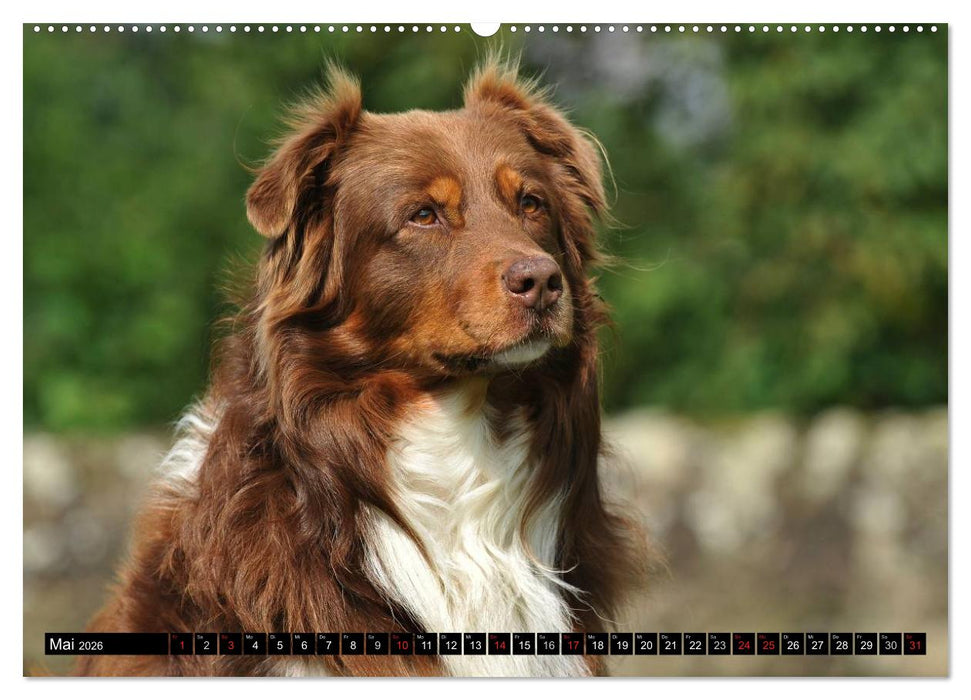 Bekannt wie ein bunter Hund. Australian Shepherd (CALVENDO Wandkalender 2026)