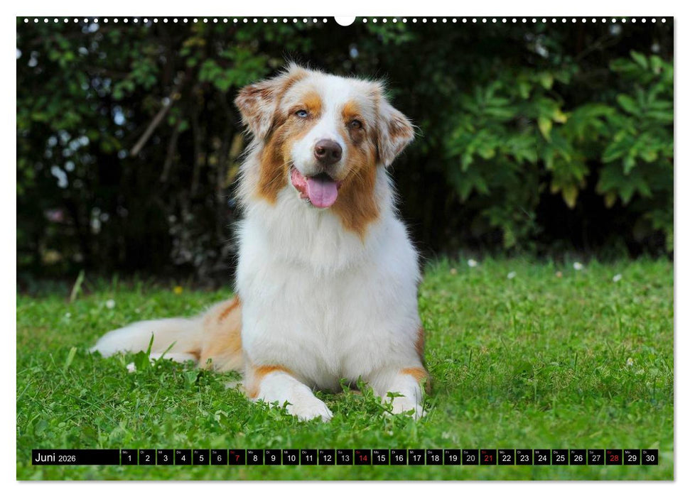 Bekannt wie ein bunter Hund. Australian Shepherd (CALVENDO Wandkalender 2026)