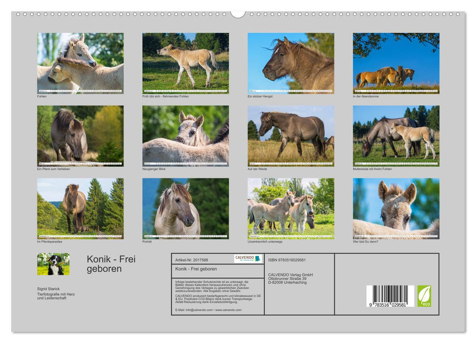 Konik - Frei geboren (CALVENDO Premium Wandkalender 2026)