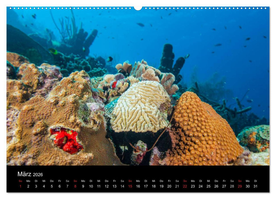 Abgetaucht - an den Küsten vor Curaçao (CALVENDO Wandkalender 2026)