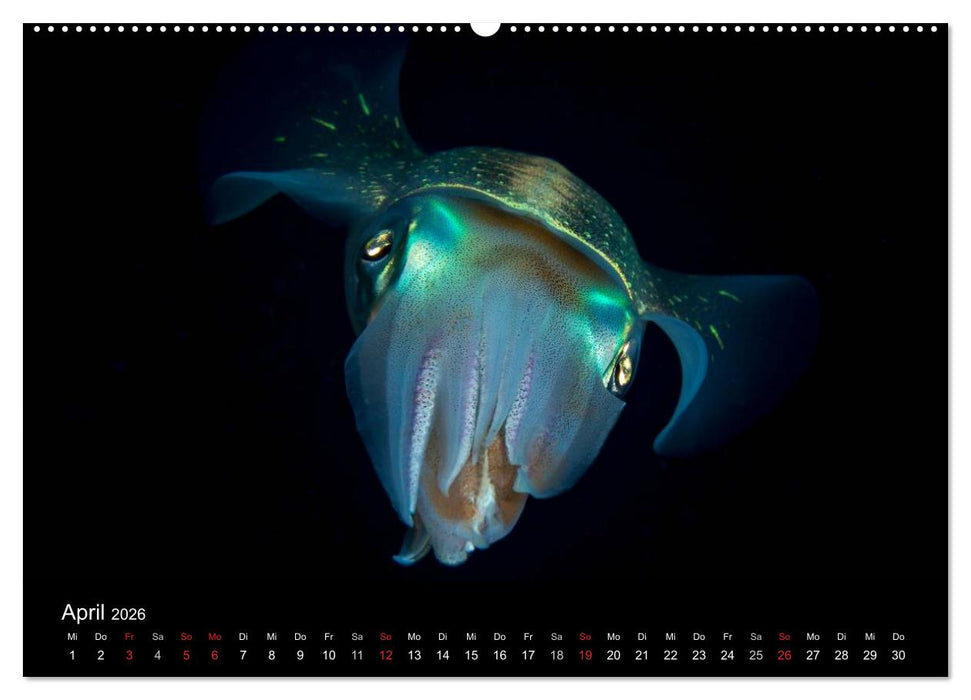 Abgetaucht - an den Küsten vor Curaçao (CALVENDO Wandkalender 2026)