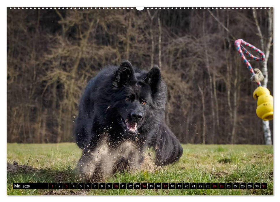 Schwarz ist schön! Der lackschwarze altdeutsche Schäferhund (CALVENDO Premium Wandkalender 2026)