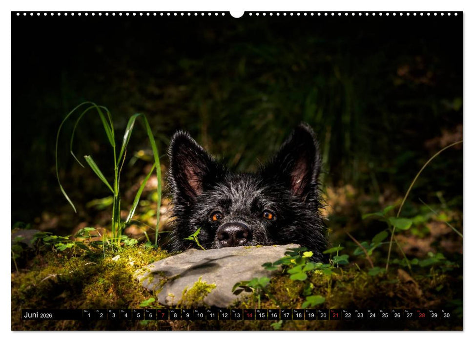 Schwarz ist schön! Der lackschwarze altdeutsche Schäferhund (CALVENDO Premium Wandkalender 2026)
