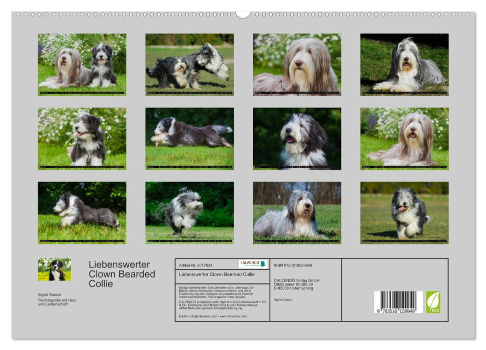 Liebenswerter Clown Bearded Collie (CALVENDO Premium Wandkalender 2026)