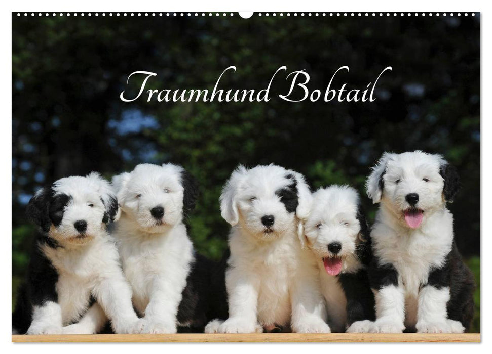 Traumhund Bobtail (CALVENDO Wandkalender 2026)
