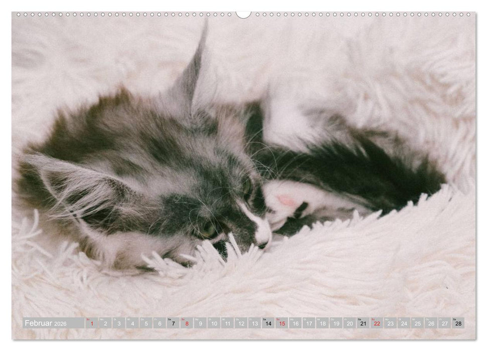 Katzen Persönlichkeiten 2026 (CALVENDO Wandkalender 2026)