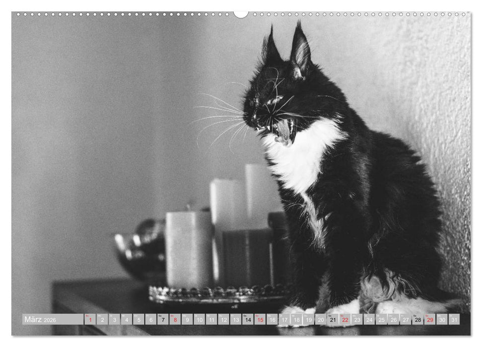 Katzen Persönlichkeiten 2026 (CALVENDO Wandkalender 2026)