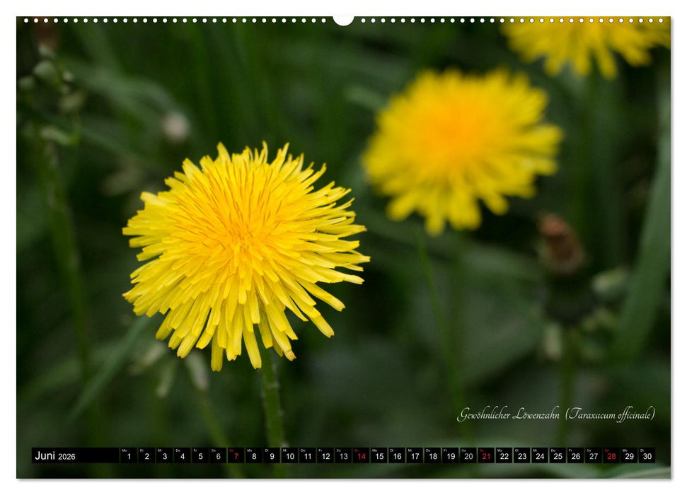 Zierbilder der Natur BLUMEN (CALVENDO Wandkalender 2026)