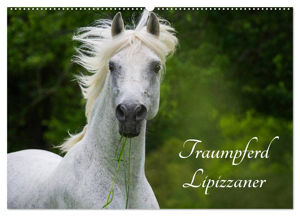 Traumpferd Lipizzaner (CALVENDO Wandkalender 2026)