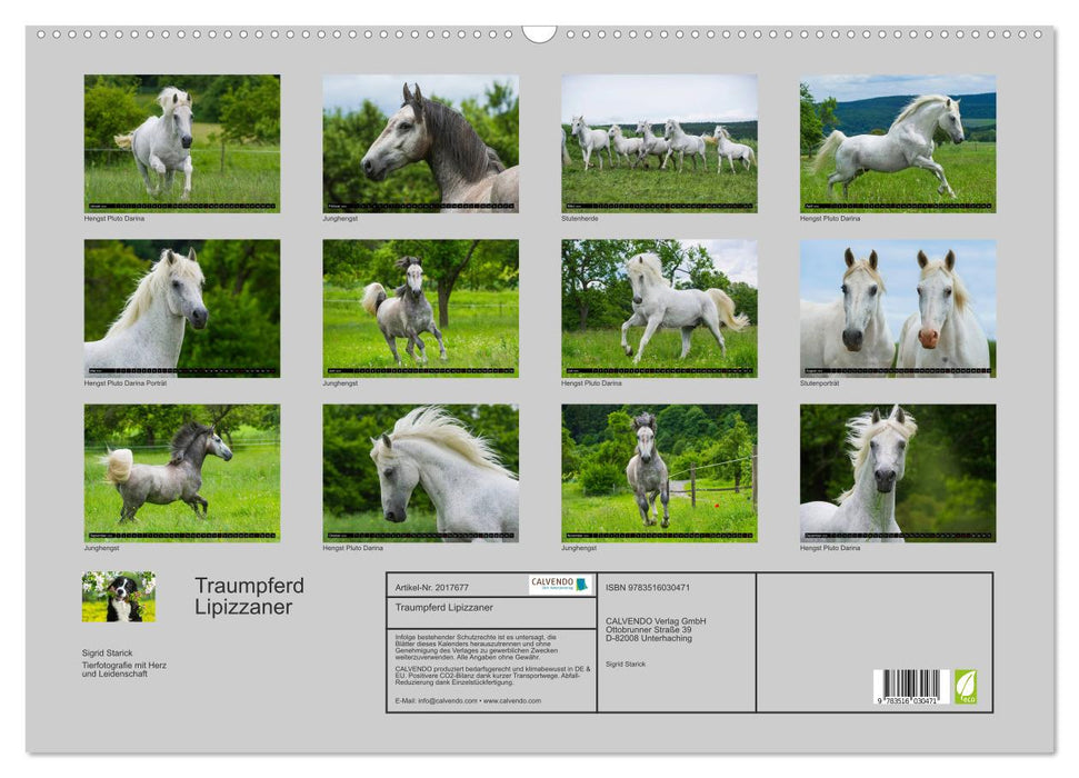 Traumpferd Lipizzaner (CALVENDO Wandkalender 2026)
